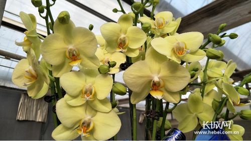 萬花爭艷迎新春 石家莊市2020年迎春花展暨十大花王爭霸賽頒獎活動紀實