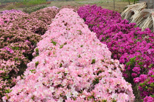 浙江金牛獎評選揭曉，杜鵑花王方永根為婺城蔬菜種植代言